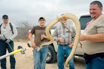 “Lạc” tới nơi con người thi nhau thảm sát rắn đuôi chuông