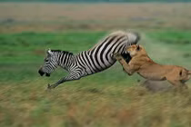 Ngựa vằn đá lật hàm sư tử trong tích tắc