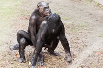 Điểm loài vật quan hệ đồng giới gây choáng nhất