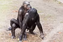 Điểm loài vật quan hệ đồng giới gây choáng nhất