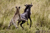 Báo đốm chạy bán sống bán chết vì linh dương phản đòn