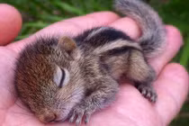 Thích mê ảnh động vật dễ thương nằm lọt thỏm trong tay