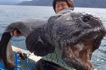 Sự thật rùng mình về những loài thủy quái đại dương