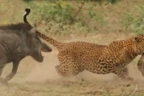 Kịch liệt cảnh lợn rừng mẹ cắn mông báo đốm cứu con