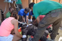 Hãi hùng tinh tinh nổi điên tấn công du khách