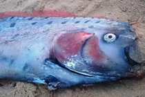 Lý giải chuyện cá mái chèo dự báo động đất dạt bờ