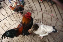 Tò mò xem gà bạc triệu "thi sắc đẹp"