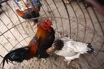 Tò mò xem gà bạc triệu "thi sắc đẹp"