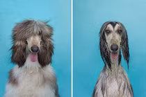 Chết cười hình dáng chó cưng sau khi tắm