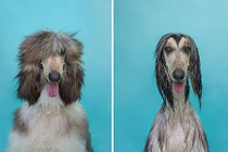 Chết cười hình dáng chó cưng sau khi tắm