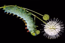 Xem sâu bướm có vẻ ngoài đáng yêu nhất