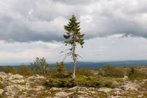 Cây cổ thụ 9.550 tuổi sống mãnh liệt từ kỷ Băng Hà 