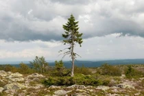 Cây cổ thụ 9.550 tuổi sống mãnh liệt từ kỷ Băng Hà 