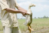 Xuất hiện vịt bốn chân kỳ quái ở Tây Ninh