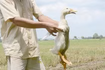 Xuất hiện vịt bốn chân kỳ quái ở Tây Ninh