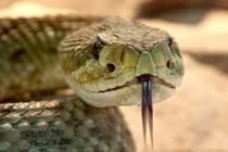 Vạch trần những câu chuyện hoang đường nói về loài rắn