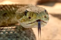 Vạch trần những câu chuyện hoang đường nói về loài rắn