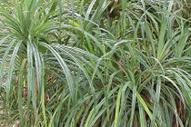 Loài cây kỳ lạ chỉ đâm chồi trên đất có kim cương