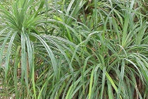 Loài cây kỳ lạ chỉ đâm chồi trên đất có kim cương