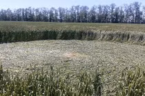 Tò mò vòng tròn bí ẩn trên cánh đồng ở Nga