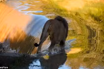 Chết cười màn vượt thác nước của con sư tử vụng về