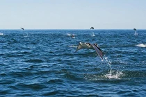 Cá đuối quỷ ồ ạt xuất hiện khiến khoa học đau đầu