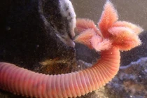 Điểm danh sinh vật có khả năng siêu nhân