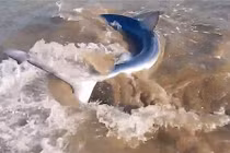 Người đàn ông liều mạng cầm đuôi cá mập hung dữ