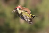 Ảnh độc chồn cưỡi chim gõ kiến bay lượn trên không