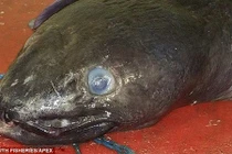 Bắt được lươn biển quái vật khổng lồ dài gần 7m