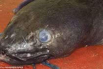 Bắt được lươn biển quái vật khổng lồ dài gần 7m