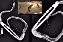 Rợn người trăn nuốt chửng kẹp thịt nướng vào bụng