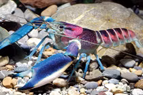 Tôm khổng lồ ngoài hành tinh có tinh vân vũ trụ trên vỏ