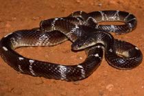 Rắn cạp nong độc nhất châu Á "xơi tái" 3000 người mỗi năm