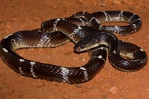 Rắn cạp nong độc nhất châu Á "xơi tái" 3000 người mỗi năm