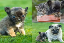 Nàng chó nhỏ nhất nước Anh hoang tưởng mình là mèo