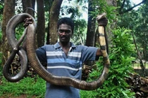 Những loài rắn khổng lồ gây khiếp sợ bậc nhất Ấn Độ