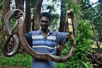 Những loài rắn khổng lồ gây khiếp sợ bậc nhất Ấn Độ