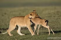 Linh dương con anh dũng quyết chiến với sư tử