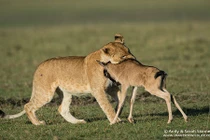 Linh dương con anh dũng quyết chiến với sư tử