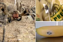 Loài nhện cắn làm đàn ông cương cứng suốt 4 giờ