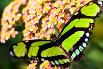Vẻ đẹp tuyệt mỹ những loài bướm rực rỡ trên thế giới