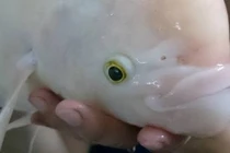 Những lần cá lạ như "quái vật" xuất hiện tại Việt Nam