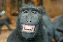 "Chết cười" với muôn kiểu sắc thái của động vật