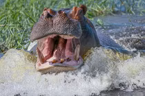 Nhiếp ảnh gia bị hà mã đuổi vẫn cả gan chụp hình