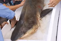Cận cảnh cá mập nặng hơn 100kg ở Hà Nội
