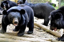 Rèn kỹ năng sinh tồn cho gấu khổng lồ ở Cát Tiên