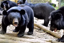 Rèn kỹ năng sinh tồn cho gấu khổng lồ ở Cát Tiên