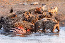 Khiếp đảm cảnh linh cẩu mổ phanh bụng ngựa vằn