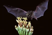 Khám phá gây bất ngờ về loài dơi